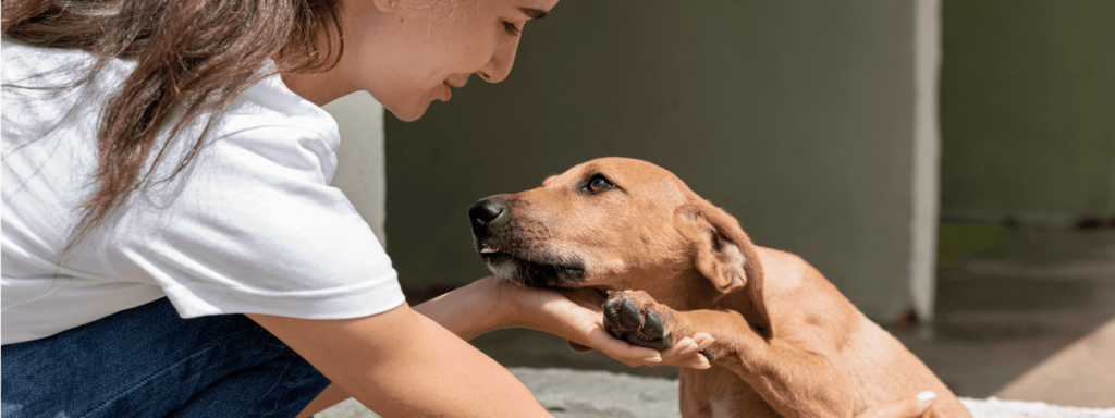 El Bienestar Mental en Perros: Un Viaje de Alegría y Salud