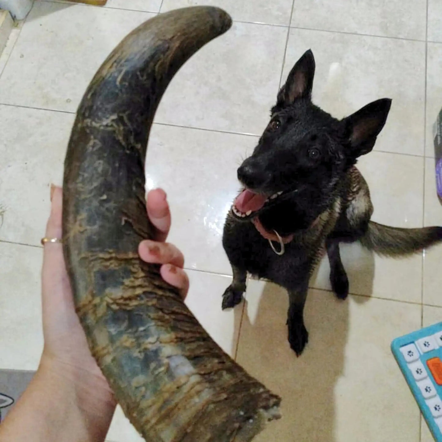 Perro disfrutando de cuerno de res