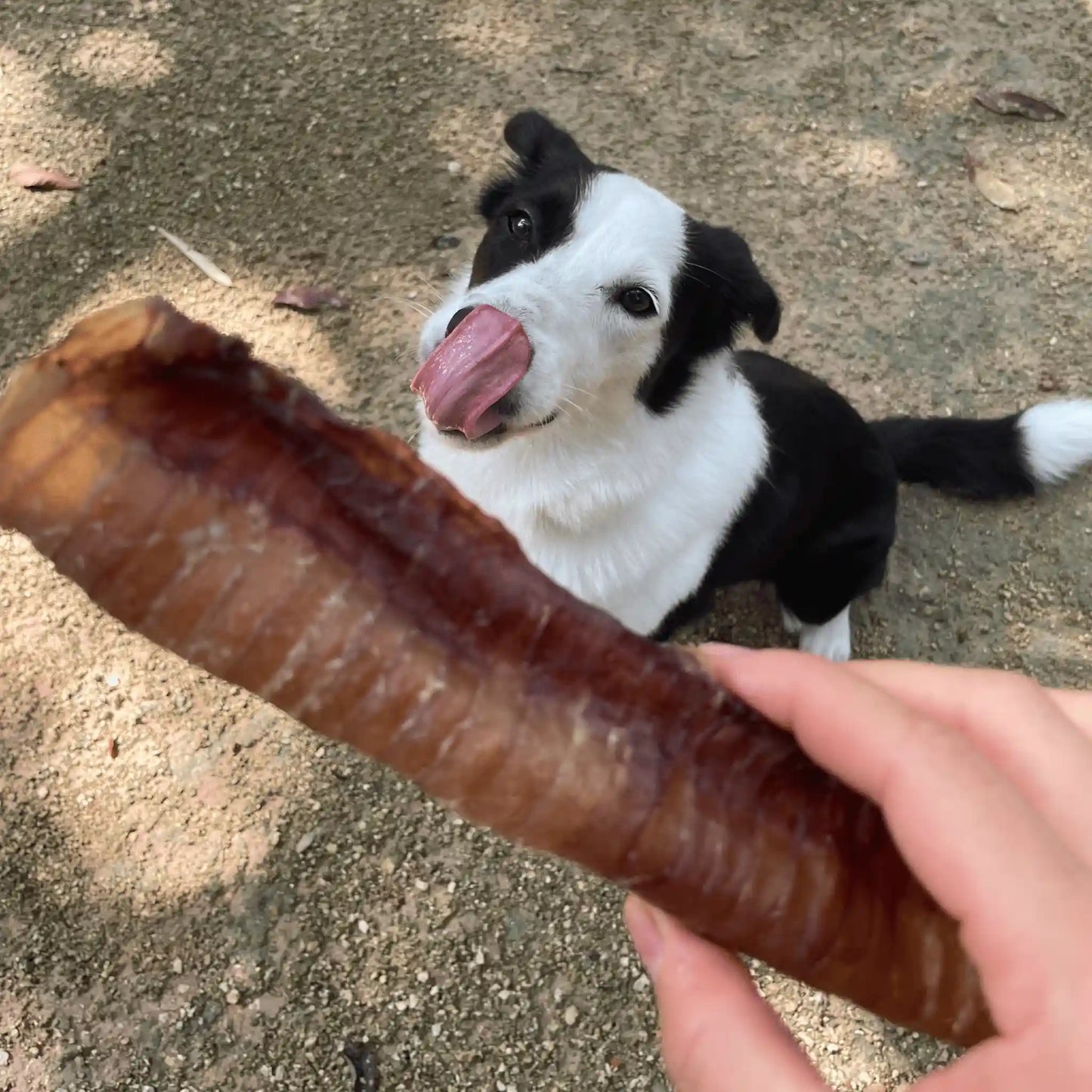 Perro disfrutando de tráquea de res