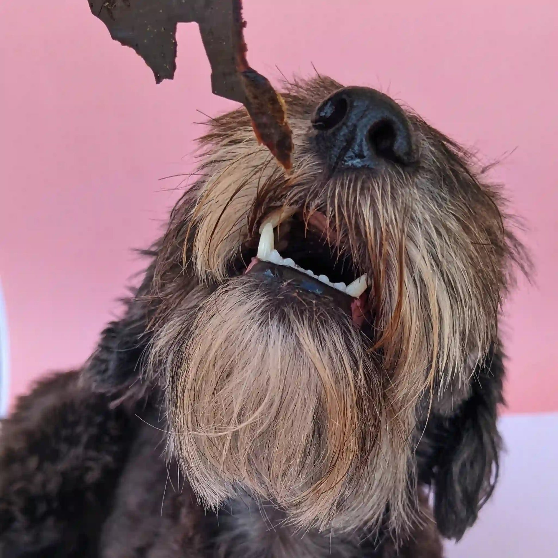 Perro disfrutando de una lámina de hígado de res deshidratado como premios