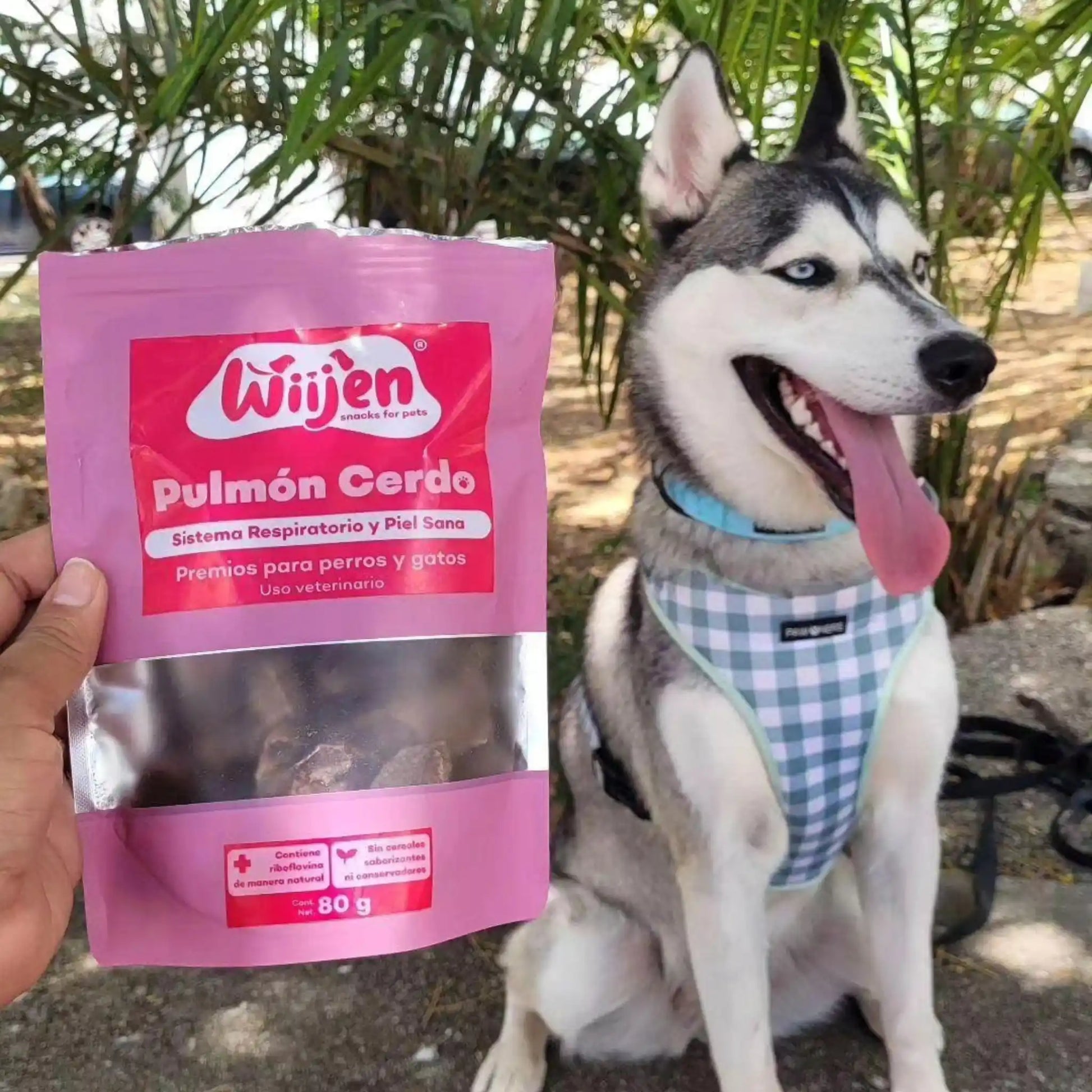 Perro con pulmón de cerdo